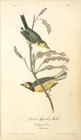 Picture 72 of 503 from The birds of America, from drawings made in the United States and their territories. By John James Audubon (1840), leaf 72