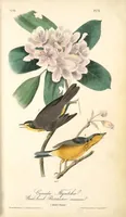 Picture 73 of 503 from The birds of America, from drawings made in the United States and their territories. By John James Audubon (1840), leaf 73