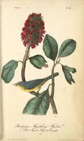 Picture 74 of 503 from The birds of America, from drawings made in the United States and their territories. By John James Audubon (1840), leaf 74