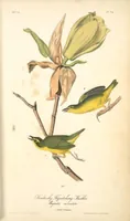 Picture 75 of 503 from The birds of America, from drawings made in the United States and their territories. By John James Audubon (1840), leaf 75