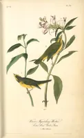 Picture 76 of 503 from The birds of America, from drawings made in the United States and their territories. By John James Audubon (1840), leaf 76