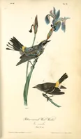Picture 77 of 503 from The birds of America, from drawings made in the United States and their territories. By John James Audubon (1840), leaf 77