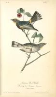 Picture 78 of 503 from The birds of America, from drawings made in the United States and their territories. By John James Audubon (1840), leaf 78