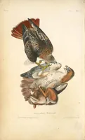 Picture 8 of 503 from The birds of America, from drawings made in the United States and their territories. By John James Audubon (1840), leaf 8