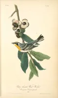 Picture 80 of 503 from The birds of America, from drawings made in the United States and their territories. By John James Audubon (1840), leaf 80