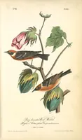 Picture 81 of 503 from The birds of America, from drawings made in the United States and their territories. By John James Audubon (1840), leaf 81