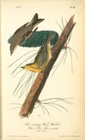 Picture 83 of 503 from The birds of America, from drawings made in the United States and their territories. By John James Audubon (1840), leaf 83