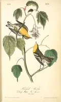 Picture 84 of 503 from The birds of America, from drawings made in the United States and their territories. By John James Audubon (1840), leaf 84