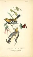 Picture 85 of 503 from The birds of America, from drawings made in the United States and their territories. By John James Audubon (1840), leaf 85
