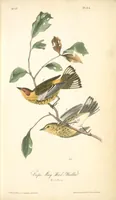 Picture 86 of 503 from The birds of America, from drawings made in the United States and their territories. By John James Audubon (1840), leaf 86