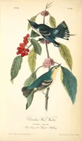 Picture 87 of 503 from The birds of America, from drawings made in the United States and their territories. By John James Audubon (1840), leaf 87