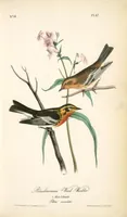 Picture 88 of 503 from The birds of America, from drawings made in the United States and their territories. By John James Audubon (1840), leaf 88
