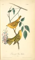 Picture 89 of 503 from The birds of America, from drawings made in the United States and their territories. By John James Audubon (1840), leaf 89