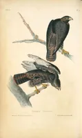 Picture 9 of 503 from The birds of America, from drawings made in the United States and their territories. By John James Audubon (1840), leaf 9