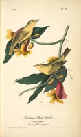 Picture 90 of 503 from The birds of America, from drawings made in the United States and their territories. By John James Audubon (1840), leaf 90