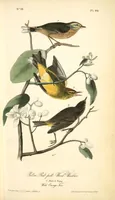 Picture 91 of 503 from The birds of America, from drawings made in the United States and their territories. By John James Audubon (1840), leaf 91