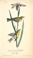 Picture 92 of 503 from The birds of America, from drawings made in the United States and their territories. By John James Audubon (1840), leaf 92