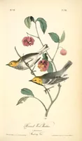 Picture 94 of 503 from The birds of America, from drawings made in the United States and their territories. By John James Audubon (1840), leaf 94