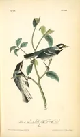 Picture 95 of 503 from The birds of America, from drawings made in the United States and their territories. By John James Audubon (1840), leaf 95