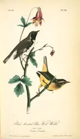Picture 96 of 503 from The birds of America, from drawings made in the United States and their territories. By John James Audubon (1840), leaf 96