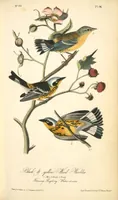 Picture 97 of 503 from The birds of America, from drawings made in the United States and their territories. By John James Audubon (1840), leaf 97