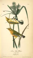 Picture 98 of 503 from The birds of America, from drawings made in the United States and their territories. By John James Audubon (1840), leaf 98