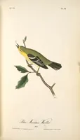 Picture 99 of 503 from The birds of America, from drawings made in the United States and their territories. By John James Audubon (1840), leaf 99