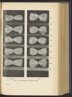 An illustration from Dress, Blouse, and Costume Cloths, Design and Fabric Manufacture (1921)