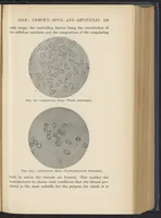 Picture 8 of 13 from Dress, Blouse, and Costume Cloths, Design and Fabric Manufacture (1921), leaf 33