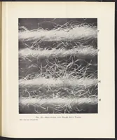 An illustration from Dress, Blouse, and Costume Cloths, Design and Fabric Manufacture (1921)