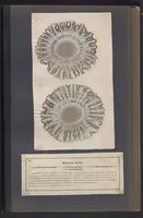 An illustration from Der Bildungstrieb der Stoffe (1858)