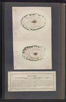 Picture 15 of 22 from Der Bildungstrieb der Stoffe (1858), leaf 29