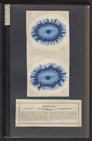 Picture 19 of 22 from Der Bildungstrieb der Stoffe (1858), leaf 55