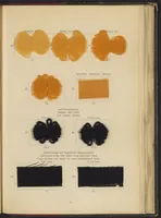 Picture 8 of 14 from Die Wollfarbstoffe des Jahres 1913 (1913), leaf 43