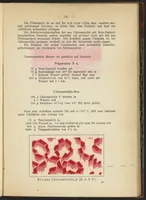 An illustration from Praktisches Handbuch des Zeugdrucks (1905)