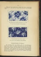 Picture 73 of 124 from Praktisches Handbuch des Zeugdrucks (1905), leaf 173
