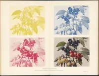 Picture 2 of 2 from Colour and Methods of Colour Reproductions (1923), leaf 170
