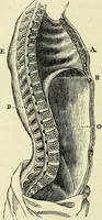 An illustration from Le corps humain / par A. Le Pileur. (1873)