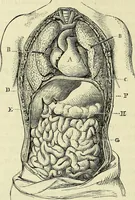 An illustration from Le corps humain / par A. Le Pileur. (1873)