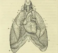 An illustration from Le corps humain / par A. Le Pileur. (1873)