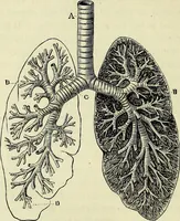 Picture 18 of 35 from Le corps humain / par A. Le Pileur. (1873), leaf 130