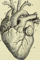 An illustration from Le corps humain / par A. Le Pileur. (1873)