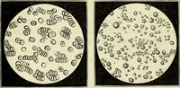 An illustration from Le corps humain / par A. Le Pileur. (1873)