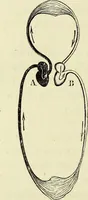 An illustration from Le corps humain / par A. Le Pileur. (1873)