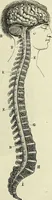 An illustration from Le corps humain / par A. Le Pileur. (1873)