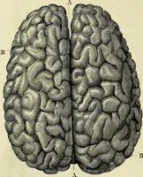 An illustration from Le corps humain / par A. Le Pileur. (1873)