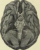 An illustration from Le corps humain / par A. Le Pileur. (1873)