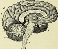 An illustration from Le corps humain / par A. Le Pileur. (1873)