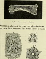An illustration from Le corps humain / par A. Le Pileur. (1873)