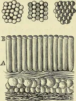 An illustration from Le corps humain / par A. Le Pileur. (1873)